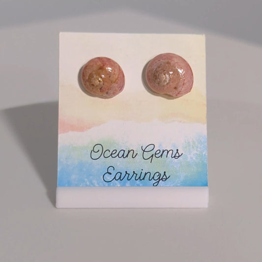 Umbonium Seashell Earrings