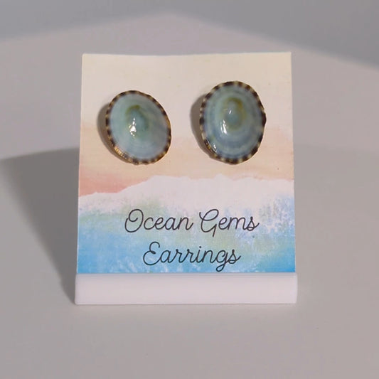 Limpet Seashell Earrings